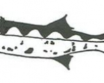 La Pesca de la Barracuda en México